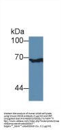 X-Ray Repair Cross Complementing 6 (XRCC6) Antibody