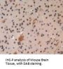 Atypical Chemokine Receptor 1 (ACKR1) Antibody