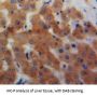 Fatty Acid Binding Protein 1, Liver (FABP1) Antibody
