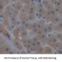 Glutamate Cysteine Ligase, Catalytic (GCLC) Antibody