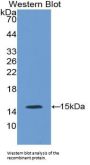 Nitric Oxide Synthase, Endothelial (NOS3) Antibody