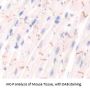 Nitric Oxide Synthase, Endothelial (NOS3) Antibody