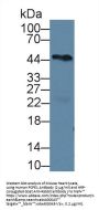 PCPE1 Antibody