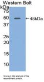 PCPE1 Antibody