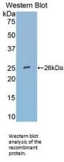 Secreted Frizzled Related Protein 4 (SFRP4) Antibody