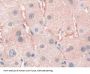 Secreted Frizzled Related Protein 4 (SFRP4) Antibody