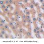 Secreted Frizzled Related Protein 4 (SFRP4) Antibody