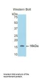 Secreted Frizzled Related Protein 5 (SFRP5) Antibody