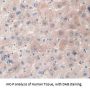 Secreted Frizzled Related Protein 5 (SFRP5) Antibody
