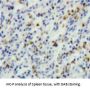 T-Cell Leukemia/Lymphoma Protein 1A (TCL1A) Antibody