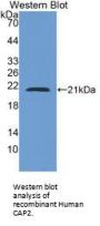 CAP2 Antibody