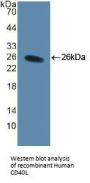 Cluster of Differentiation 40 Ligand / TNFSF5 (CD40LG) Antibody