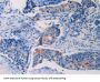 Cluster of Differentiation 40 Ligand / TNFSF5 (CD40LG) Antibody
