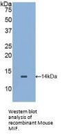 Macrophage Migration Inhibitory Factor (MIF) Antibody