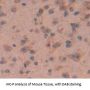 Macrophage Migration Inhibitory Factor (MIF) Antibody