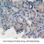 MIF Antibody