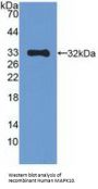 Mitogen-Activated Protein Kinase 10 / JNK3 (MAPK10) Antibody