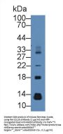 MEC Antibody