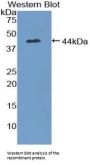 MEC Antibody