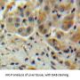 Protein Z Dependent Protease Inhibitor (ZPI) Antibody
