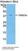 Signal Transducing Adaptor Protein 1 (STAP1) Antibody