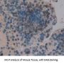 Signal Transducing Adaptor Protein 1 (STAP1) Antibody