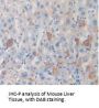 Thymus Activation Regulated Chemokine (TARC) Antibody