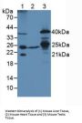 Transcription Factor A, Mitochondrial (TFAM) Antibody