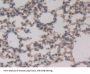 Transcription Factor A, Mitochondrial (TFAM) Antibody
