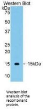 Vascular Endothelial Growth Factor C (VEGFC) Antibody