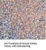 Vascular Endothelial Growth Factor C (VEGFC) Antibody