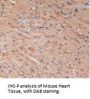 Vascular Endothelial Growth Factor C (VEGFC) Antibody