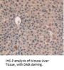 Vascular Endothelial Growth Factor C (VEGFC) Antibody