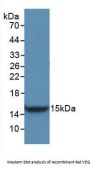 Vascular Endothelial Growth Factor C (VEGFC) Antibody