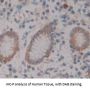 A Disintegrin And Metalloprotease 28 (ADAM28) Antibody