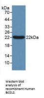 B-Cell CLL/Lymphoma 2 Like Protein 2 (Bcl2L2) Antibody