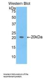 B-Cell CLL/Lymphoma 2 Like Protein 2 (Bcl2L2) Antibody