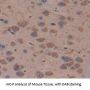 B-Cell CLL/Lymphoma 2 Like Protein 2 (Bcl2L2) Antibody