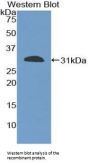 LAB7-2 Antibody