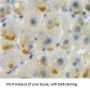 LAB7-2 Antibody