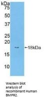 Bone Morphogenetic Protein Receptor 2 (BMPR2) Antibody