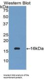 C-C Motif Chemokine 27 (CCL27) Antibody