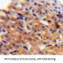 C-C Motif Chemokine 27 (CCL27) Antibody