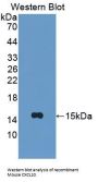 C-X-C Motif Chemokine 10 (CXCL10) Antibody