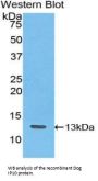 C-X-C Motif Chemokine 10 (CXCL10) Antibody