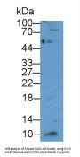 C-X-C Motif Chemokine 10 (CXCL10) Antibody