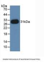 Poliovirus Receptor Related Protein 2 (PVRL2) Antibody