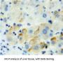 Poliovirus Receptor Related Protein 2 (PVRL2) Antibody