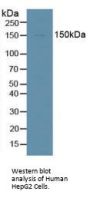 Antiviral Innate Immune Response Receptor RIG-I (RIGI) Antibody