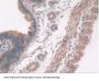 Antiviral Innate Immune Response Receptor RIG-I (RIGI) Antibody